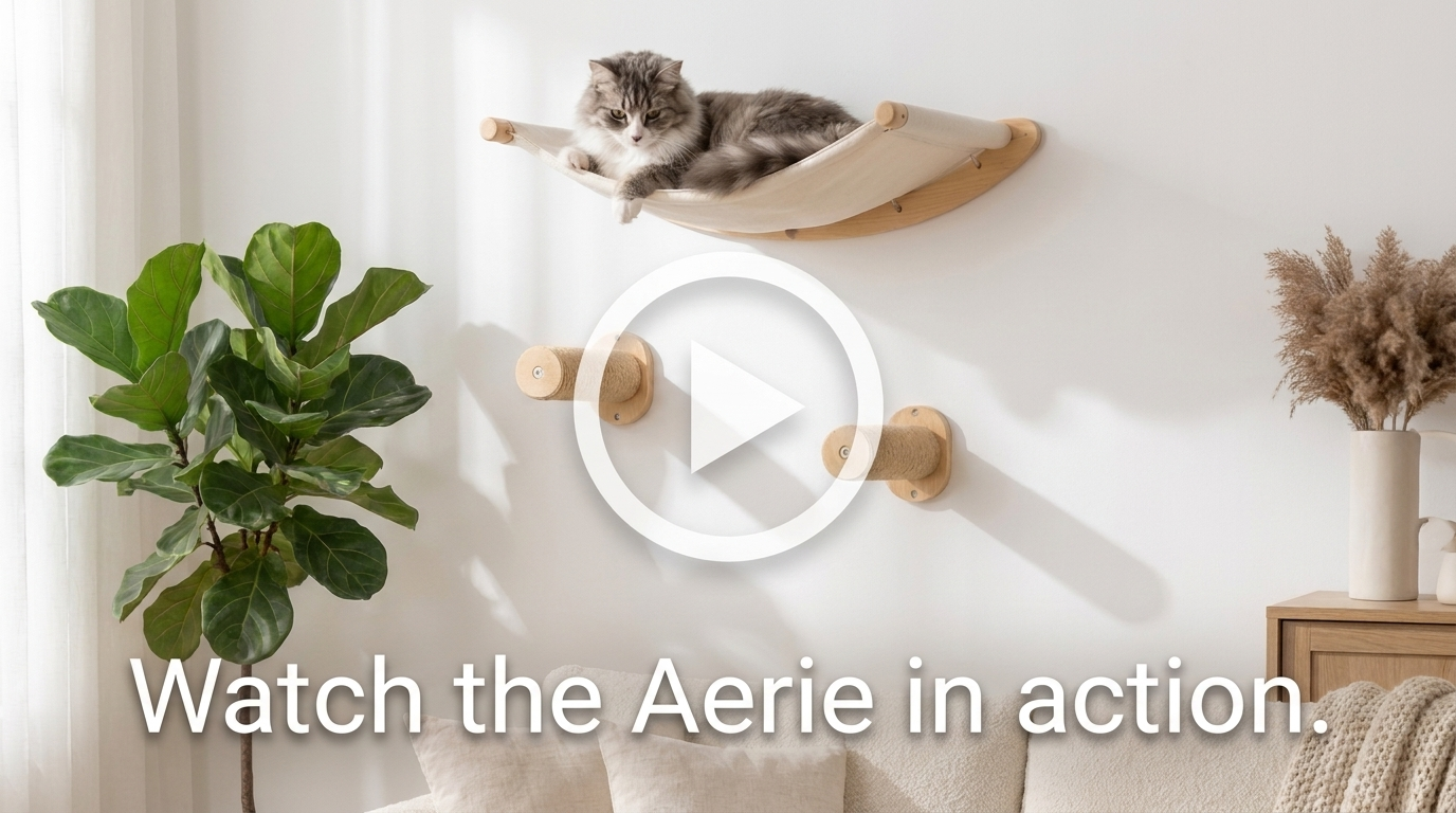 Play button over a cat lounging in the Aerie wall hammock — watch the video