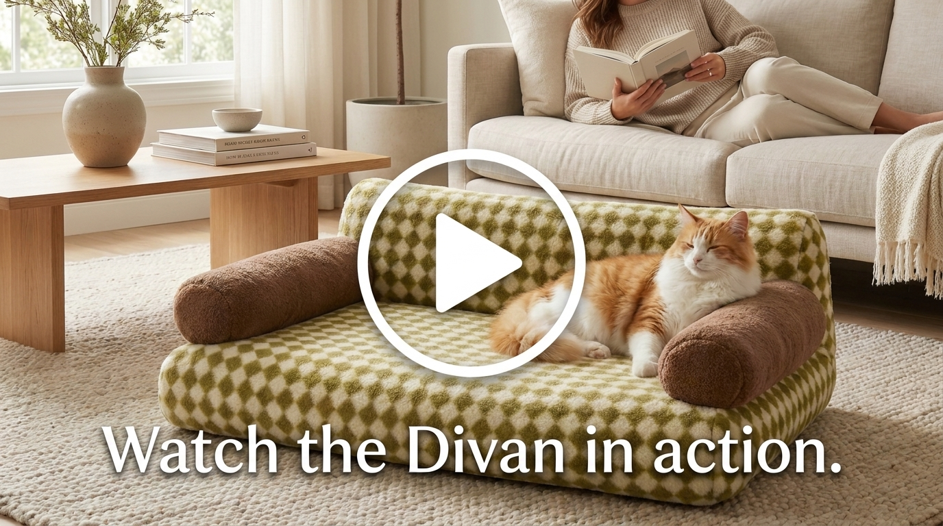 Divan cat sofa bed video cover