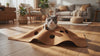 Purrela Warren activity play mat video
