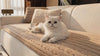 Cat settling onto the Dune plush sherpa-fleece sofa cover in a cozy living room